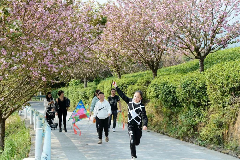 【多彩貴州•花漾中國】貴州遵義：“春日尋芳”踏青賞花好去處_fororder_微信圖片_20230315115256