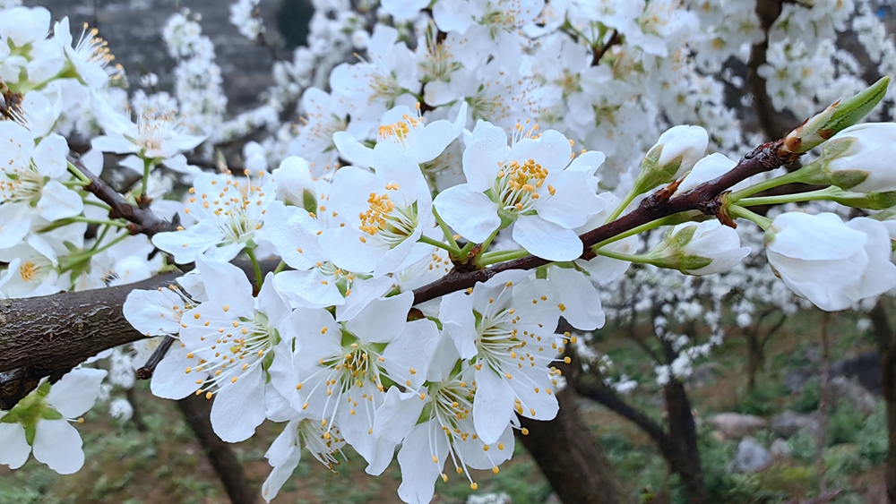 貴州修文蜈蚣橋村：千畝李花綻放如雪_fororder_微信圖片_20230316160957