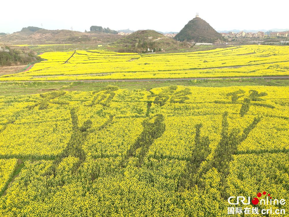 【多彩貴州·花漾中國】安順平壩：昊禹油菜花海春色美如畫_fororder_6378d7690d2076444bf2cf3bde7b297