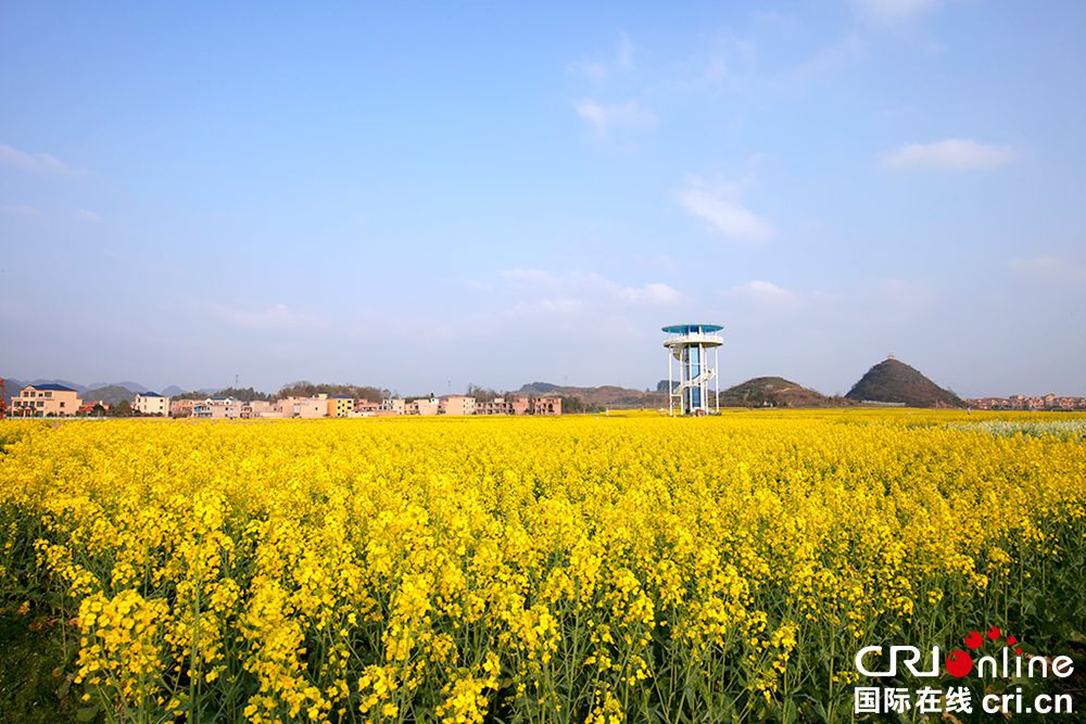 【多彩貴州·花漾中國】安順平壩：昊禹油菜花海春色美如畫_fororder_平壩昊禹油菜花基地美景 (3)  攝影  楊展淩