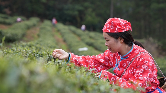 （供稿）貴州思南：孫家壩鎮萬畝春茶開採_fororder_正在採茶2（孫磊 攝）.JPG