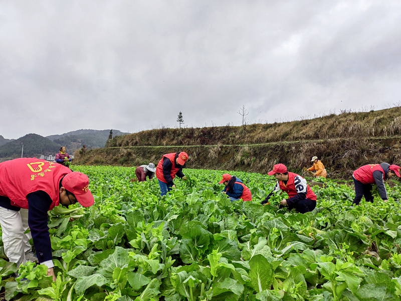 （供稿）貴州岑鞏：白菜薹新鮮上市 帶動群眾增收致富_fororder_2、黨員志願者和當地村民一起採摘白菜薹。 （姚海燕 攝)