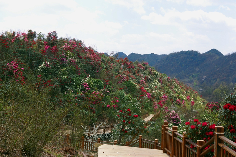 （供稿）春來登高賞杜鵑 貴州省六盤水鍾山區水城國家杜鵑公園3月25日開園_fororder_微信圖片_20230323145546