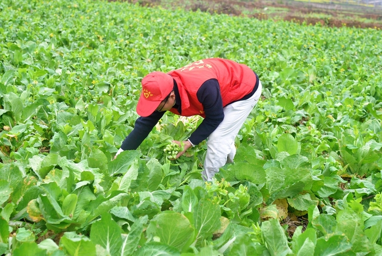 （供稿）貴州岑鞏：白菜薹新鮮上市 帶動群眾增收致富_fororder_3、黨員志願者幫助群眾採摘白菜薹。（姚海燕 攝)