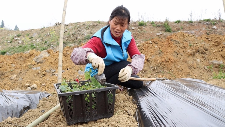 （供稿）貴州獨山：陽春三月農事忙 “甜蜜果”鋪就致富路_fororder_種植羅漢果