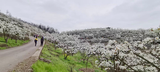 貴州鎮遠古城首屆“花語節”暨鎮遠縣旅遊宣傳招商推介會開幕_fororder_鎮遠3