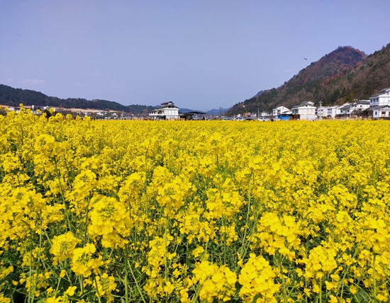 （供稿）貴州平塘京舟村：多措並舉繪就鄉村振興畫卷_fororder_油菜花海 楊新月攝