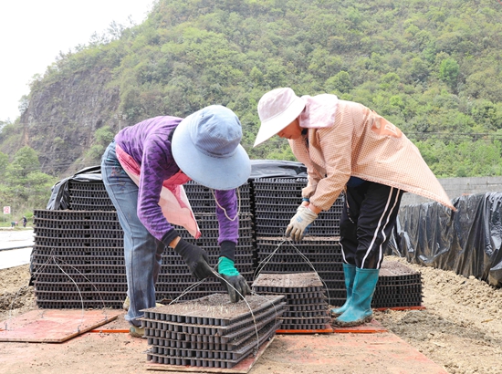 貴州獨山：不誤農時不負春 集中育秧助春耕_fororder_圖片110