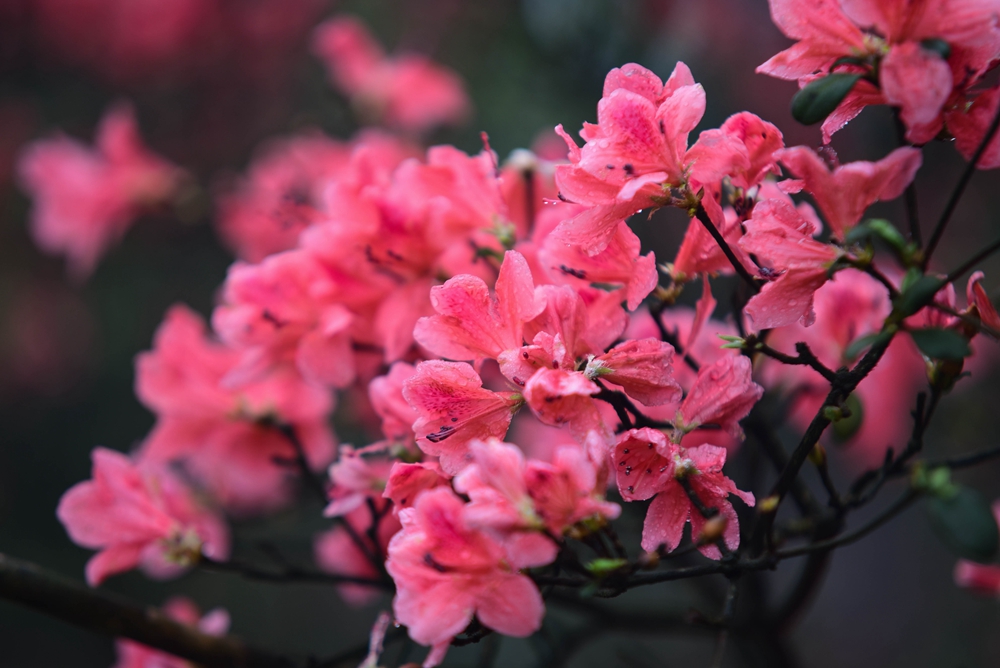 貴州丹寨龍泉山：萬畝杜鵑花 漫山遍野紅_fororder_丹寨龍泉山萬畝野生杜鵑競相綻放13