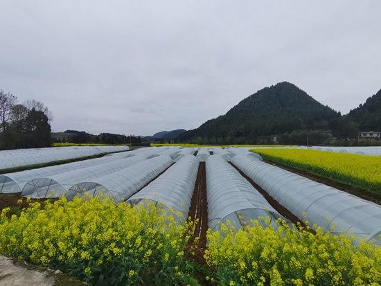 貴州思南：做大做強西瓜種植 發展家門口的“甜蜜”事業_fororder_西瓜大棚 