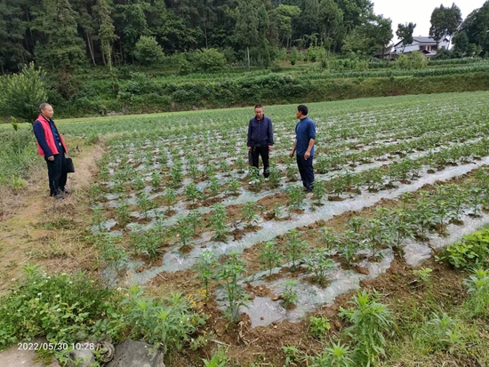 （供稿）貴州遵義：“四在農家”再升級 “四興鄉村”繪新篇_fororder_鎮村技術人員在高山村指導辣椒種植工作