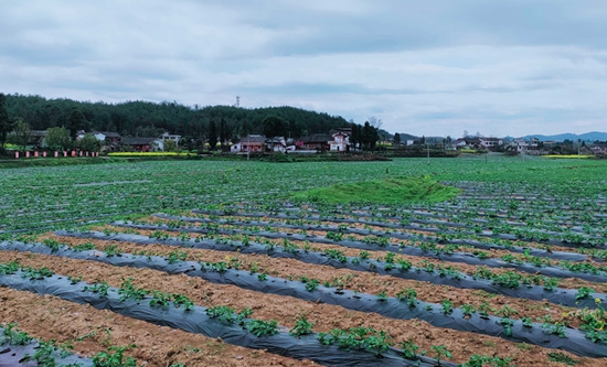 貴州甕安：優化産業佈局 提升馬鈴薯産業産能_fororder_4