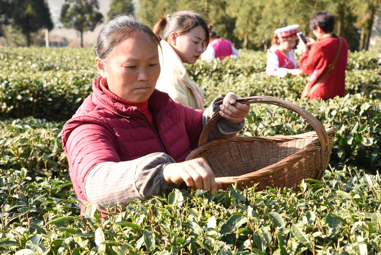 六盤水市水城區：一葉春茶綠 一業鄉村興