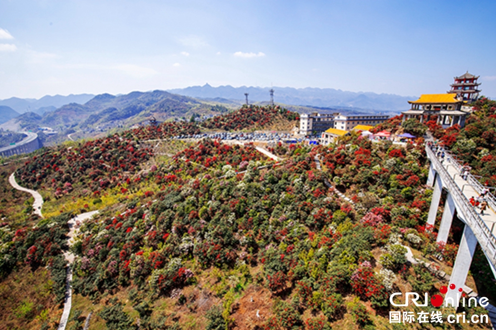 貴州鍾山十里杜鵑景區杜鵑花盛開 邀遊客共赴“花約”_fororder_微信圖片_20230403150153