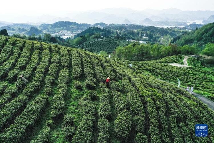 貴州：春茶飄香