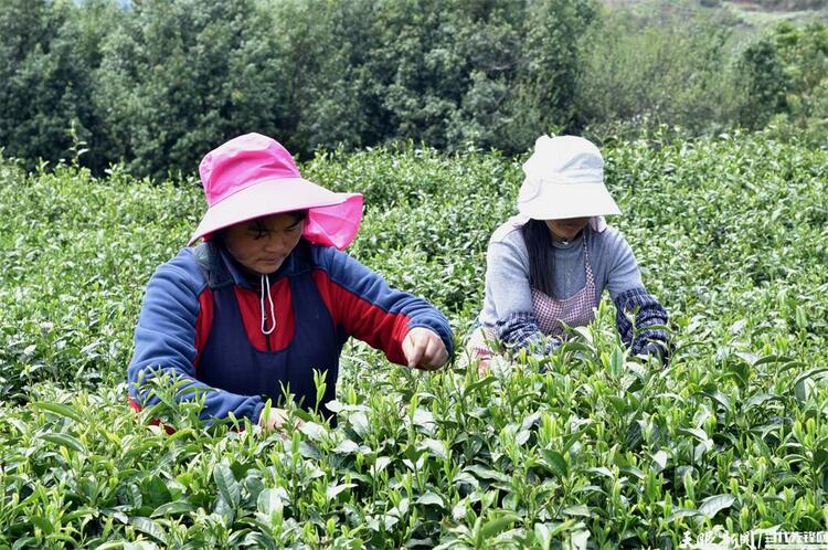 六盤水市水城區：一葉春茶綠 一業鄉村興