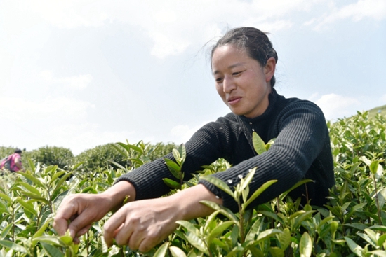 （供稿）貴州甕安：做優做強茶産業 全力助推鄉村振興_fororder_2