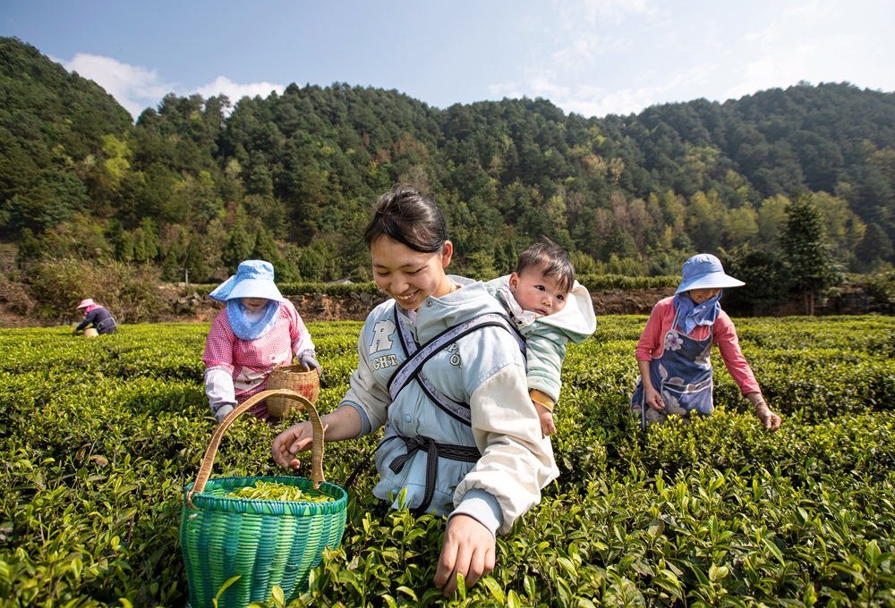 貴州黔西：發展綠色生態茶産業 助推鄉村振興_fororder_2023年4月2日，村民在貴州省黔西市中坪鎮飛蛾村茶園採茶。B62I0280