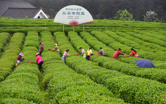 （供稿）貴州鳳岡：乾淨的黔茶答卷_fororder_圖片9