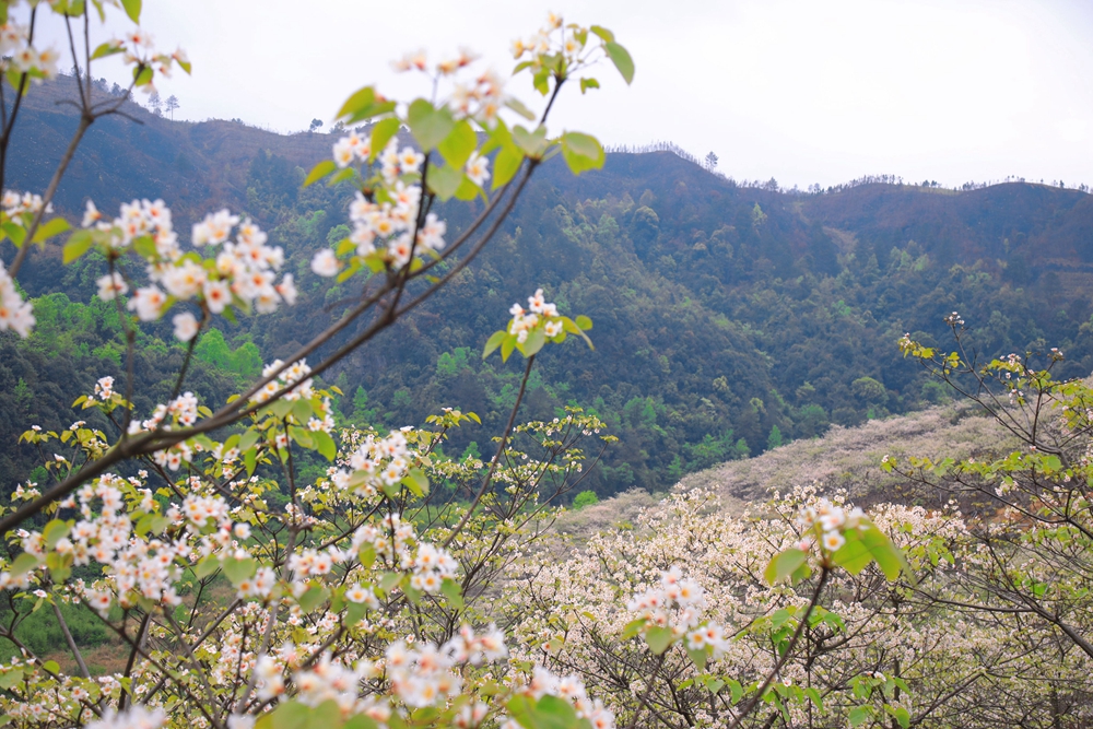 貴州獨山：9000余畝油桐花競相綻放如漫天“白雪”_fororder_11