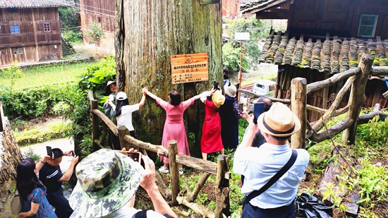 （供稿）貴州雷山：禿杉庭院“方寸地” 變身增收“致富園”_fororder_圖為到格頭旅遊觀光的遊客在千年禿杉王合影