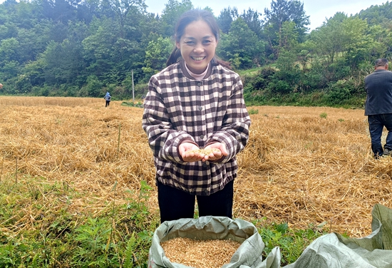 貴州平塘：風吹麥浪香  農機挑起麥收大梁_fororder_農戶豐收喜悅