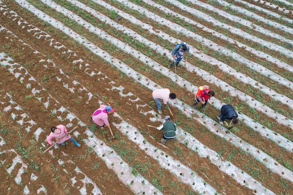 貴州黔西：初夏辣椒種植忙_fororder_2023年5月10日，貴州省黔西市洪水鎮洪箐村辣椒種植基地，村民搶抓農時和土壤墑情種植辣椒（無人機照片）。DJI_0030.JPG