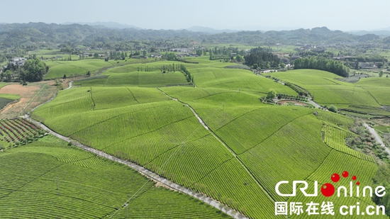 第15屆貴州茶産業博覽會在遵義湄潭開幕_fororder_茶博會2_副本