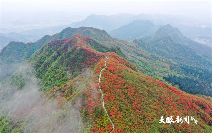 貴州丹寨：杜鵑花海美如畫