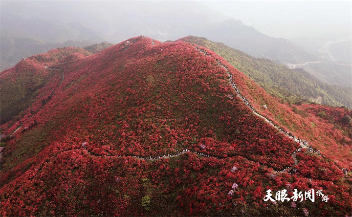 貴州丹寨：杜鵑花海美如畫