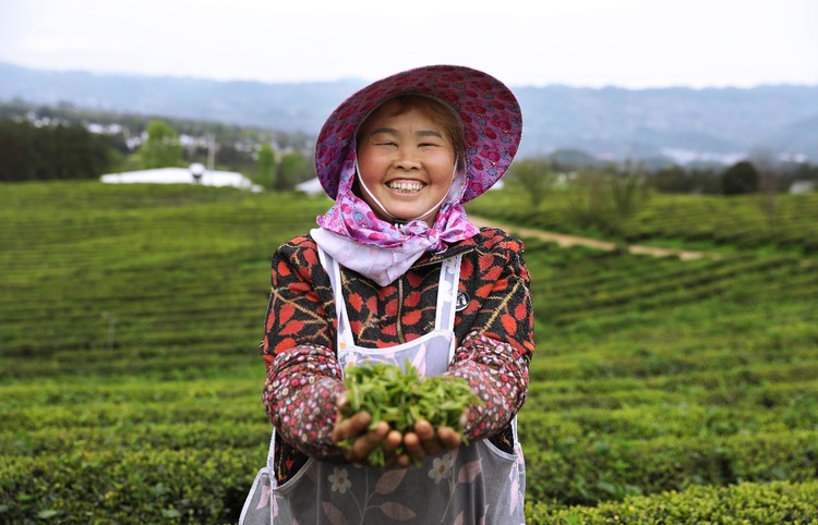 （供稿）貴州石阡：千年苔茶煥新機 “綠葉子”鼓起“錢袋子”