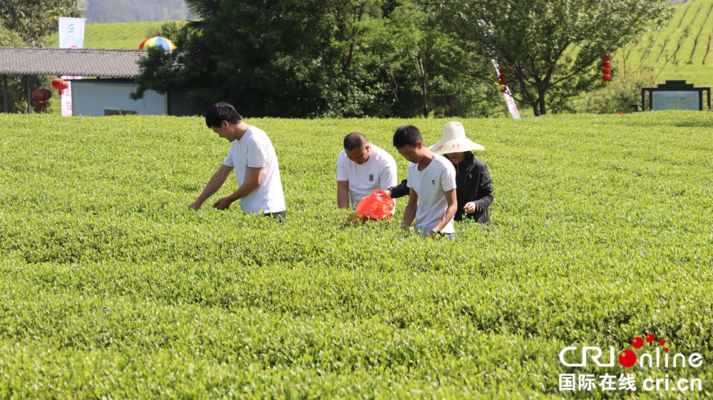 貴州遵義：茶旅融合引客來_fororder_IMG_7939.JPG