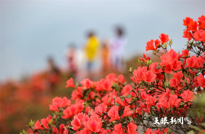 貴州丹寨：杜鵑花海美如畫