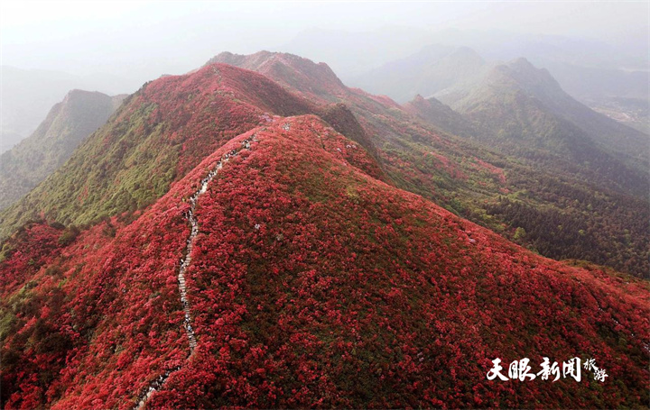 貴州丹寨：杜鵑花海美如畫