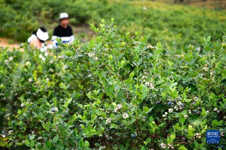 貴州麻江藍莓開始採摘