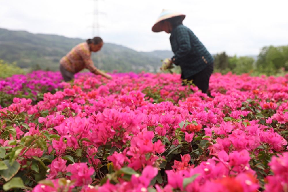 貴州施秉：穀雨時節農事忙_fororder_2023年4月19日，在貴州省黔東南苗族侗族自治州施秉縣甘溪鄉望城村，農民在貴州省舞揚河谷農業開發有限責任公司花圃基地裏給三角梅除草。（磨桂賓 攝）.JPG