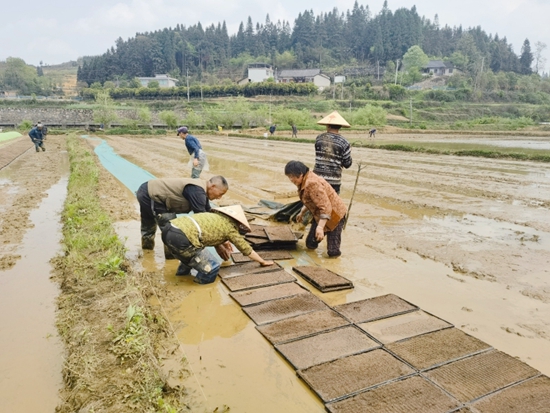 貴州甕安：推廣缽體育秧技術 助力水稻增産增收_fororder_1