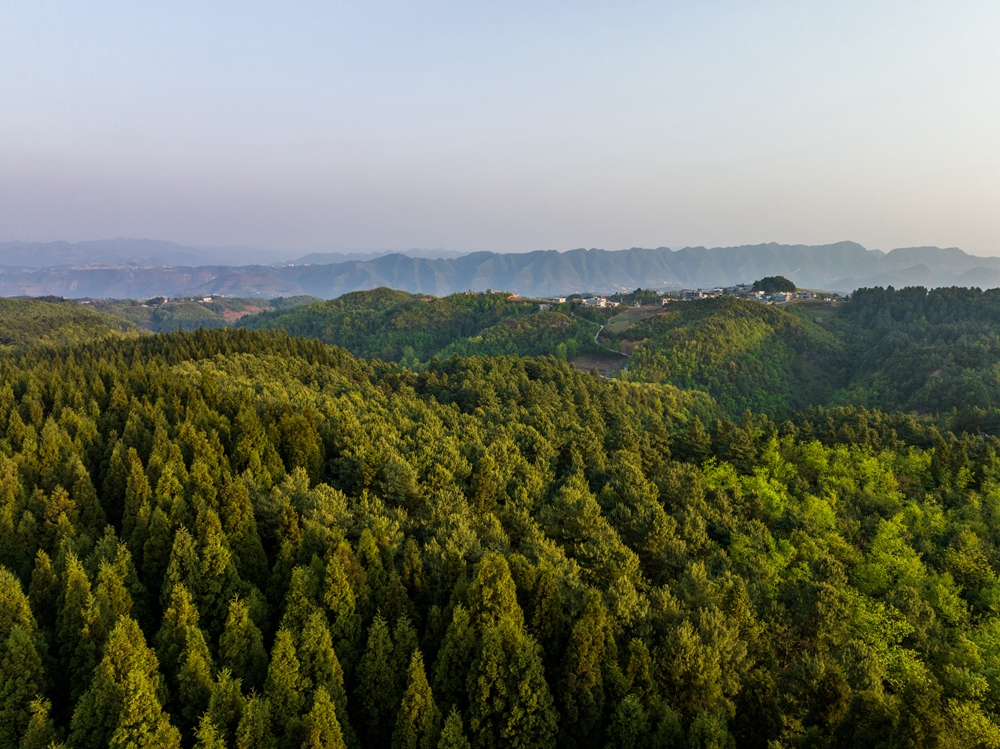 貴州畢節：森林旅遊 綠色共享_fororder_2023年4月16日，在貴州省畢節市七星關區國家森林公園拱攏坪景區裏拍攝的一景。 (9)