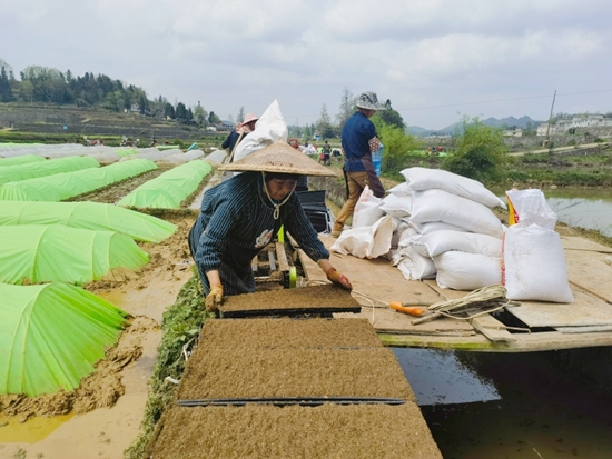 貴州甕安：推廣缽體育秧技術 助力水稻增産增收_fororder_2