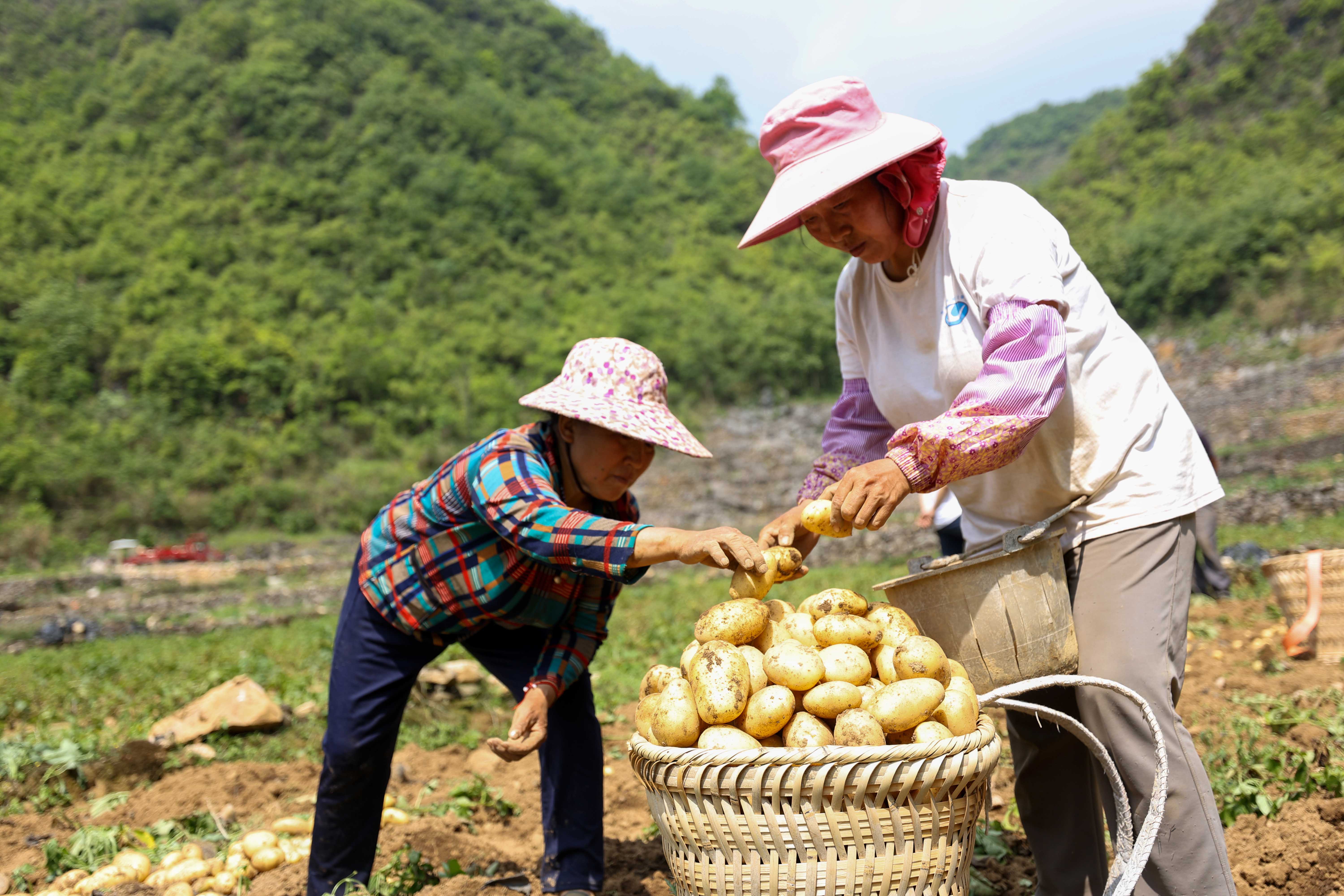 貴州羅甸：石漠化山區迎來新産業 一地雙收拓寬致富路_fororder_群眾采收馬鈴薯5.JPG