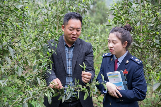 （供稿）畢節市七星關區稅務局:古茶文化節上“稅宣忙” 稅惠春風拂茶香_fororder_茶業負責人向稅務幹部介紹茶樹