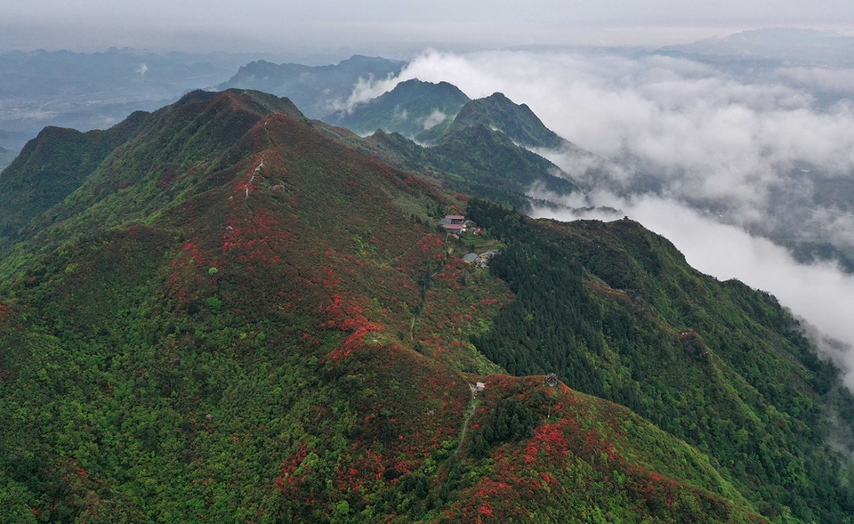 （供稿）貴州丹寨龍泉山：萬畝杜鵑花 漫山遍野紅_fororder_丹寨龍泉山萬畝野生杜鵑競相綻放（大景）