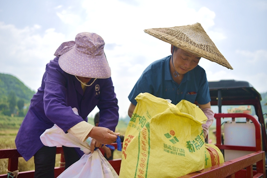 （供稿）貴州甕安： 18000畝油菜喜獲豐收 機械助力收割忙_fororder_3