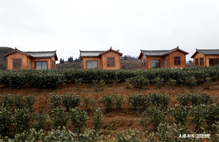 百里山水 花美茶香——畢節市百里杜鵑茶旅融合新觀察