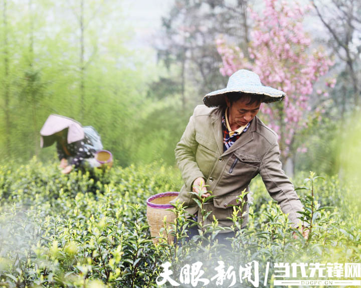 貴州全力以赴打造高品質乾淨黔茶