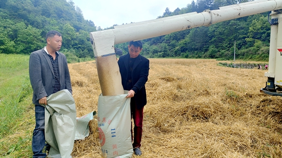 貴州平塘：風吹麥浪香  農機挑起麥收大梁_fororder_裝袋機收小麥