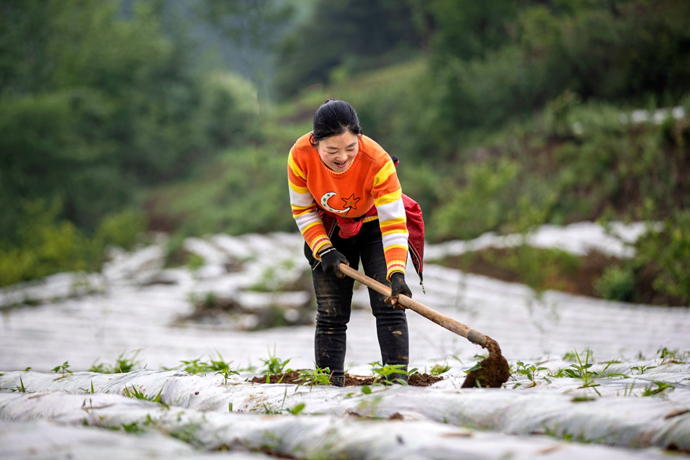 貴州黔西：初夏辣椒種植忙_fororder_2023年5月10日，貴州省黔西市洪水鎮洪箐村辣椒種植基地，村民搶抓農時和土壤墑情種植辣椒。B62I4335.JPG