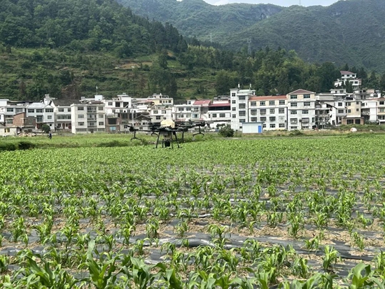 （供稿）貴州都勻：孵化園搭臺 高粱種植按下“快進鍵”_fororder_640 (2)