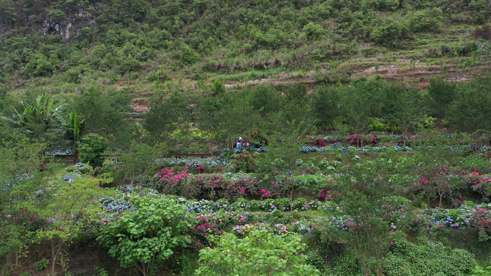 貴州長順：繡球花開引客來_fororder_2023-05-16 15-33-37