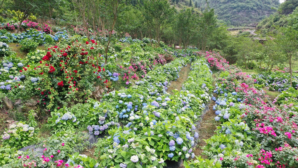 貴州長順：繡球花開引客來_fororder_長順神泉谷景區繡球花成簇開放